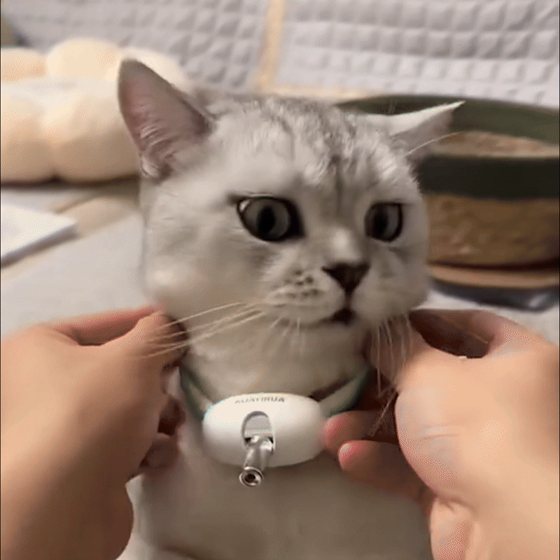 Zoomie™ Automatic Cat Exerciser