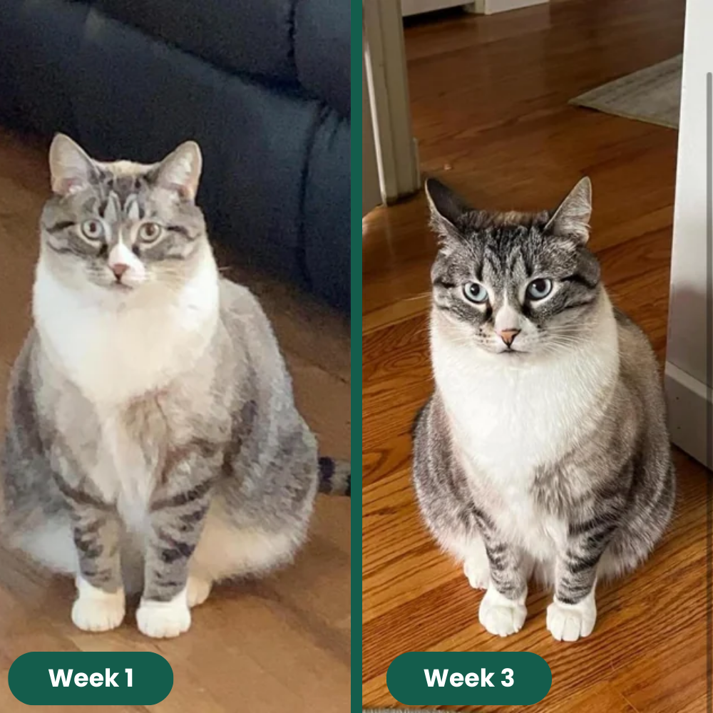 Zoomie™ Automatic Cat Exerciser